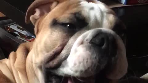 Baby Bulldog sounds just like chewbacca