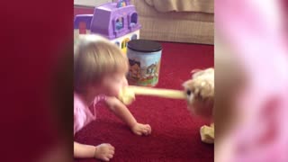 Little Girl And Dog Play Tug Of War With Socks