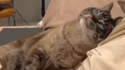 Watch this beautifull cat love for his owner 😍