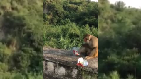 Prank monkey laugh until cry 😂