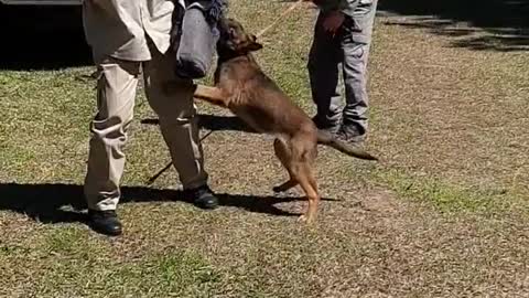 14 week Belgian Malinois puppy doing bite work. I LOVE his drive!!!