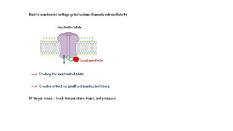 Local Anesthetics - Types, Uses, Mechanism Of Action, Adverse Effects