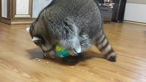What A Smart Raccoon