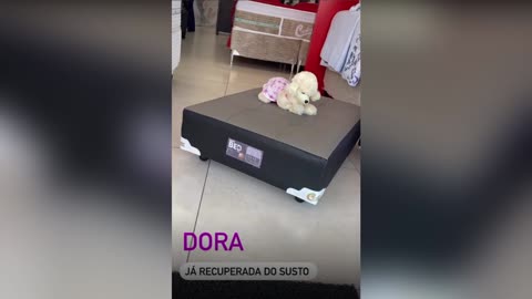 PAW-FECT CRIME: Shoplifting Dog Steals Plush Puppy