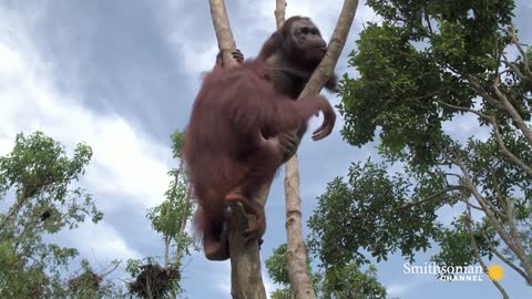 This Orangutan Friendship Will Melt Your Heart 🥰 Orangutan Jungle School | Smithsonian Channel