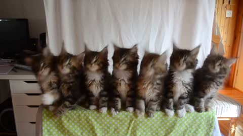 Seven cute kittens with a great reflexes