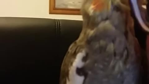 Try to get glasses | Funny parrot | Funny birds | funny animals