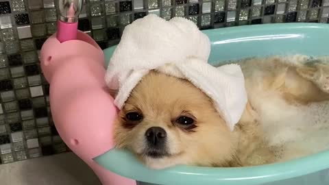 Pampered Pomeranian Enjoys Luxurious Spa Day