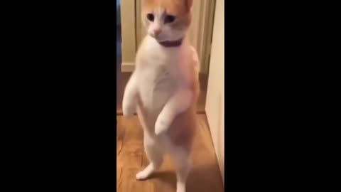 Funny animal video. Dog cat or others animal #funny