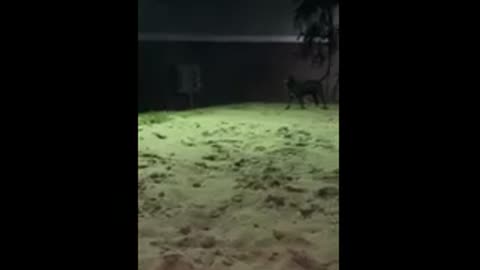 Dog loves playing in the sand!