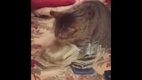 Catnip Dealer Cat