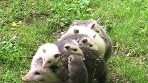 Baby Possums Go For a Ride