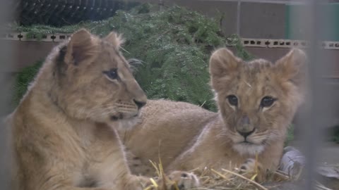 LION AIR: Adorable Cubs Found Packed In A Suitcase Begin New Life At Sanctuary