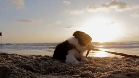 Puppy dog playful on beach