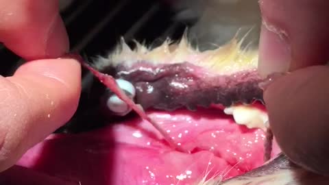 Vets Discover Cause of Dog's Oral Bleeding is a Tampon