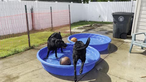 Labs, in Doggie/ kiddie pool