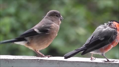 How beautiful these two birds and their sweet sound