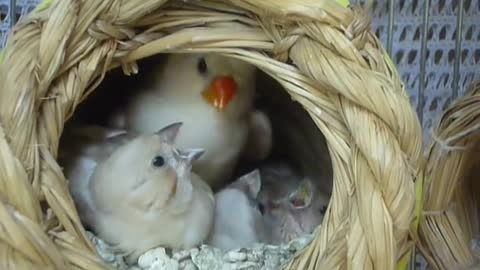 Finch & finch babies in nest