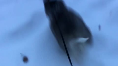 Ellie Sky The Husky chasing a leaf on her first snow day!