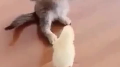 Cute kitten playing with chicks