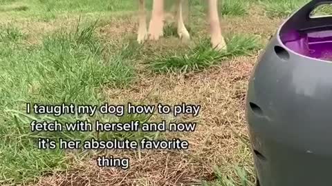 Dog Gets Very Excited Playing Fetch With The Fetch Machine