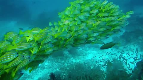 The green fish on the ocean floor is really amazing