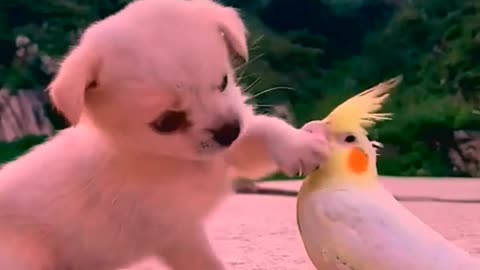 So cute animals #Animals #dog #cat #duck #monkey #adoremonkey #Monkey Animals19