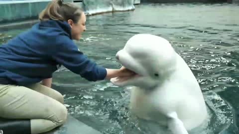 Why Beluga Whales are Cooler Than Dolphins