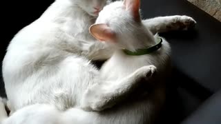 Love between cats