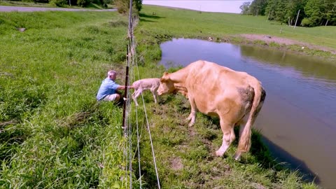Mother cow & newborn calf greet stranger who helped them reunite