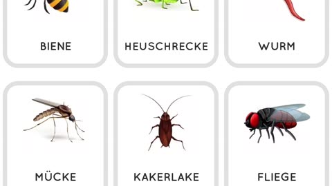 Learn German Insects for beginners (Lerne Deutsch „Insekten“ für Anfänger)