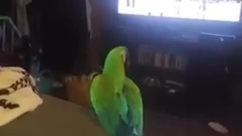 Parrot loves to dance to karaoke