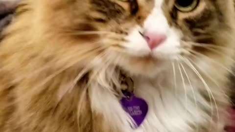 Petunia The Norwegian Forest Cat Playing Fetch