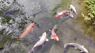 Pond with fish, Montreal, Botanical garden