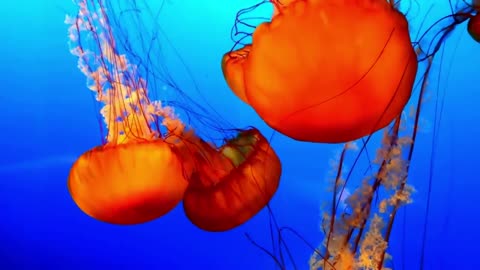 Jellyfish Swimming | LOOKS STUNNIG TO WATCH ! | RELAXING MUSIC 2021