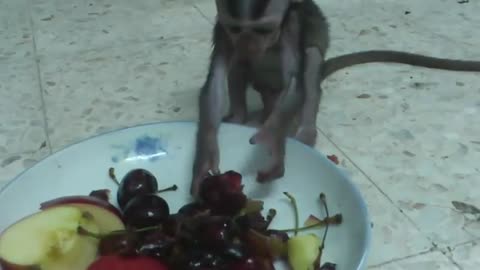 Baby monkey eats fruit for the first time