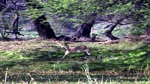 WILD CANINES CHASE AND ASSAULT CHILD SEEN DEER IN INDIAN TIMBERLAND LAND UNTAMED LIFE PARK RECORDED
