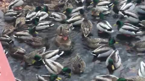 Duck Party