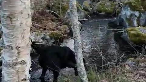Finland Funny dog trying to fishing