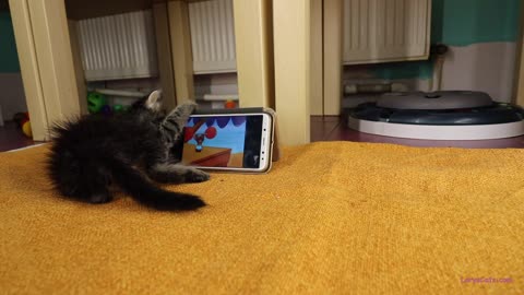 Rescued Kitten Loves Watching 'Tom & Jerry' On Smartphone
