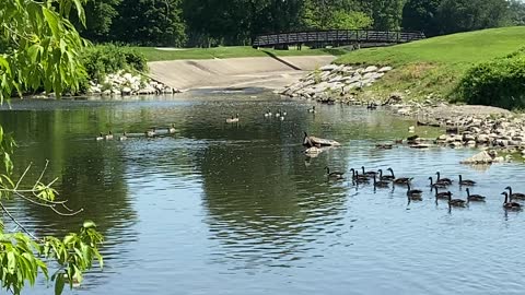 Cormorant flexing VS legion of Geese 🤣