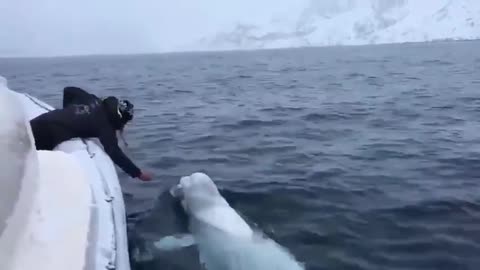 The Beluga Whale 🐳