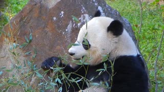 Panda Bear Bao Bao eating bamboo at the National Zoo in DC