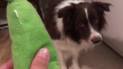 Dog wants toy so bad he can taste it