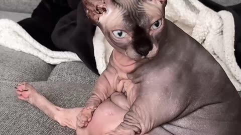 Hairless Cat Cleans Herself