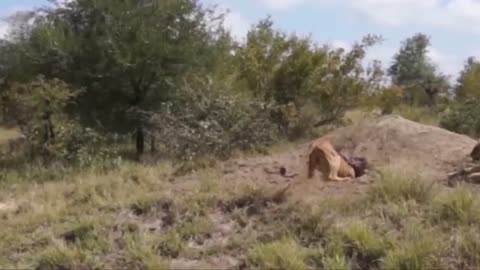 Flock of Hungry Lions Go to the Cave Hunting Warthog- Fierce Battle Between Warthogs Vs Lions