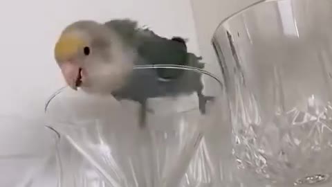 Bird Gets Inside Wine Glass Cabinet As Owner Tries To Remove Them