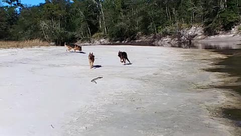 German Shepherds playing and swimming at the river property