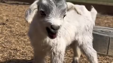 Cute goat#goat