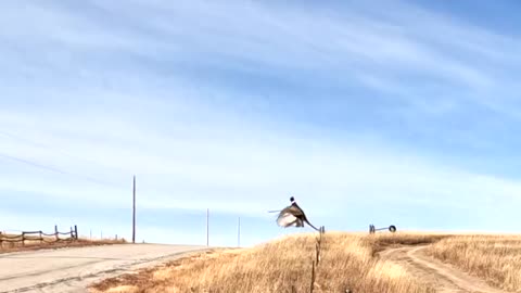 Running Roosters | Pheasant Hunting 23G21